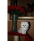 Perser - Kater