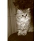 Perser - Kater