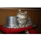 Perser - Kater