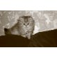 Perser - Kater