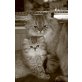 Perser - Kater