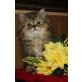 Perser - Kater