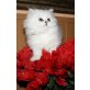 Perser - Kater
