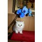 Perser - Kater