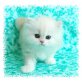 Perser - Kater