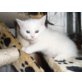 Perser - Kater