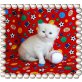 Perser - Kater