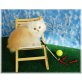 Perser - Kater