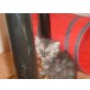 Perser - Kater