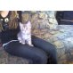 Perser - Kater