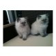 Perser - Kater