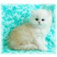 Perser - Kater