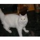 Perser - Kater