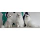 Perser - Kater