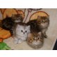 Perser - Kater