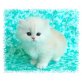 Perser - Kater