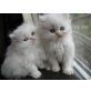 Perser - Kater