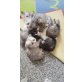 Perser - Kater