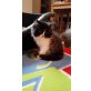 Perser - Kater