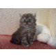Perser - Kater
