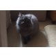 Perser - Kater