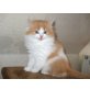 Perser - Kater