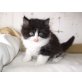 Perser - Kater
