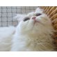 Perser - Kater