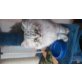 Perser - Kater