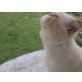 Perser - Kater