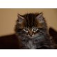 Perser - Kater