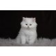 Perser - Kater