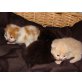 Perser - Kater