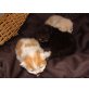 Perser - Kater