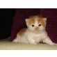 Perser - Kater