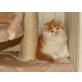 Perser - Kater