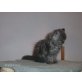 Perser - Kater