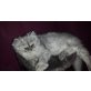 Perser - Kater