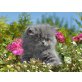 Perser - Kater