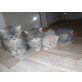 Perser - Kater