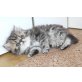 Perser - Kater