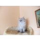 Perser - Kater