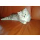 Perser - Kater