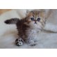 Perser - Kater