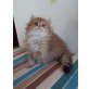 Perser - Kater