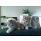 Perser - Kater