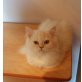 Perser - Kater