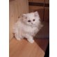 Perser - Kater