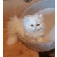 Perser - Kater