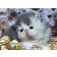 Perser - Kater